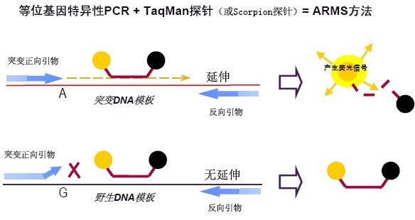 ٰ没PCRԼͼƬ