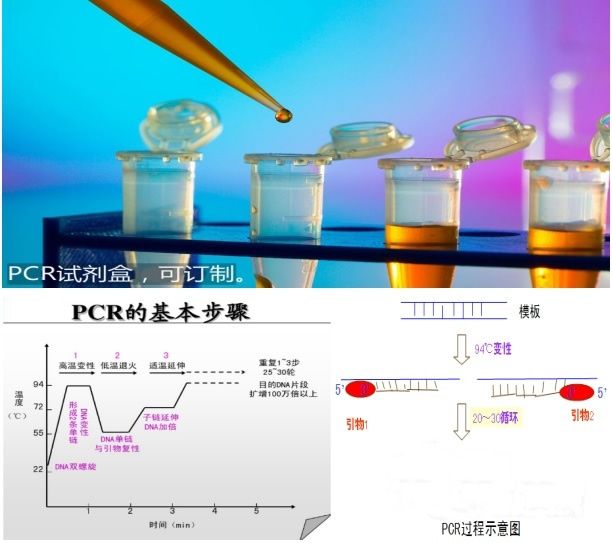 ͸ײccc DNA(HBV-cccDNA)ᶨԼͼƬ