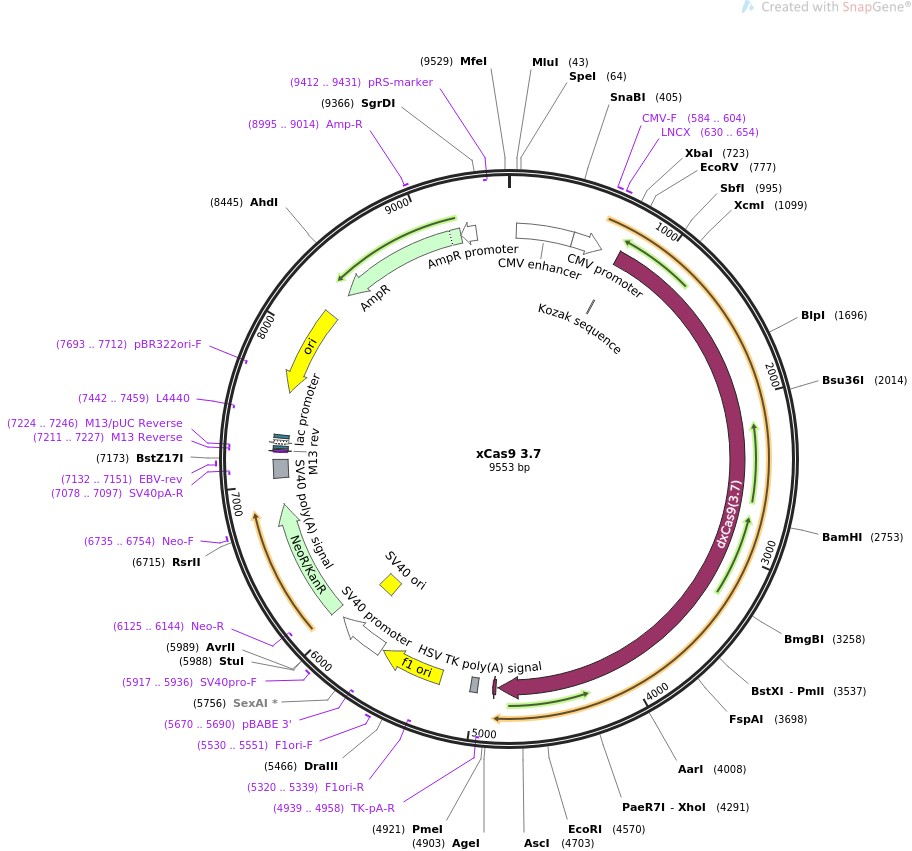 xCas9 3.7ͼƬ