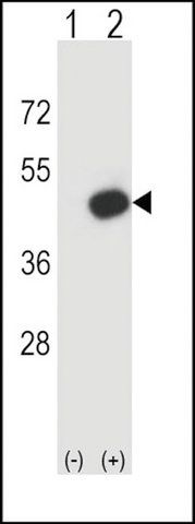 Anti-Xenopus sumo2 (N-term) antibody produced in rabbit