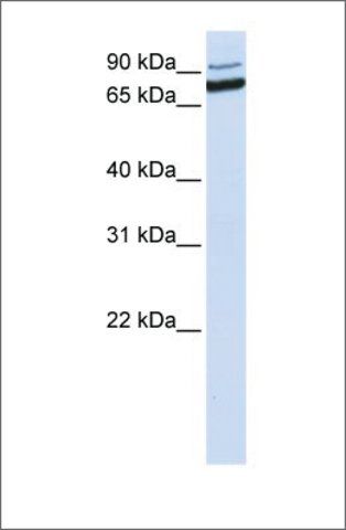 Anti-XAB2 antibody produced in rabbit