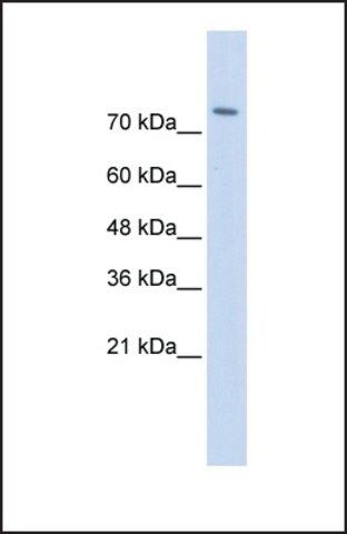 Anti-WWP2 antibody produced in rabbit