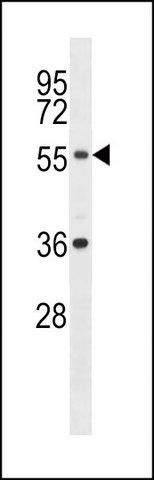 ANTI-XKRX (C-TERM) antibody produced in rabbit