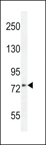 ANTI-XKR4(C-TERMINAL) antibody produced in rabbit