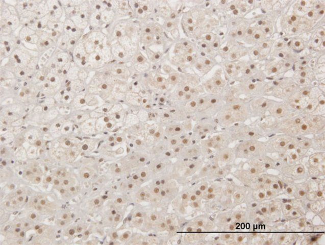 Anti-XRCC4 antibody produced in mouse