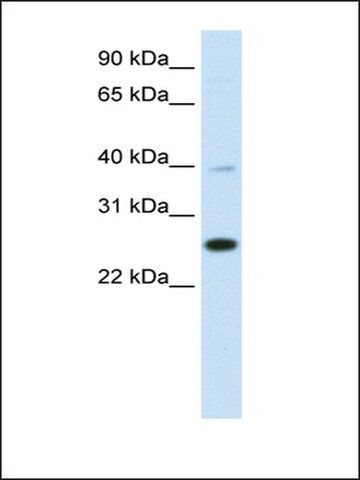 Anti-YAF2 antibody produced in rabbit