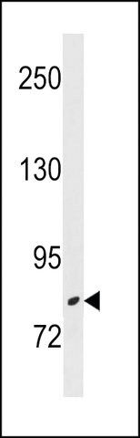 ANTI-ZBTB17(N-TERMINAL) antibody produced in rabbit