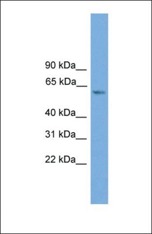 Anti-ZBTB46 antibody produced in rabbit