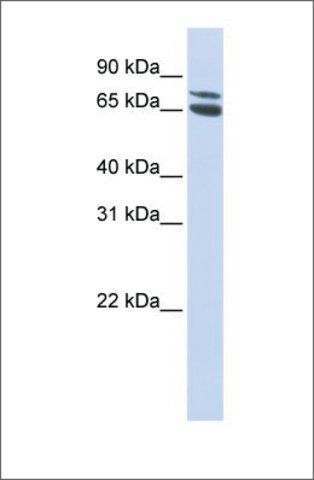 Anti-ZBTB48 (ab2) antibody produced in rabbit