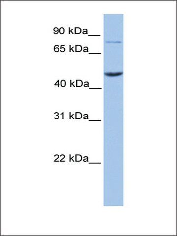 Anti-ZBTB6 (AB1) antibody produced in rabbit