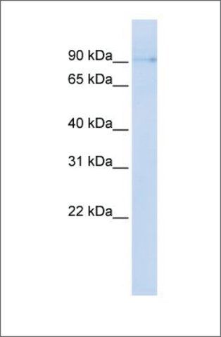 Anti-ZCCHC14 antibody produced in rabbit