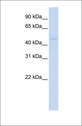 Anti-ZBTB43 antibody produced in rabbit