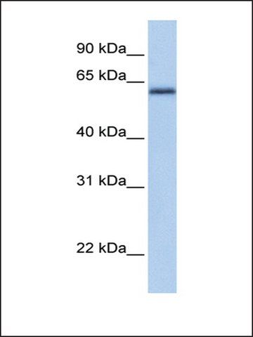 Anti-ZBTB26 (AB2) antibody produced in rabbit