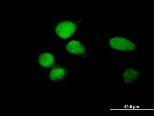 Anti-ZBTB8 antibody produced in mouse