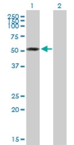 Anti-ZC3H10 antibody produced in mouse