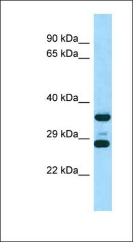 Anti-RPS6 antibody produced in rabbit