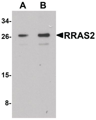 Anti-RRAS2 antibody produced in rabbit