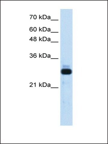 Anti-SAP30 antibody produced in rabbit