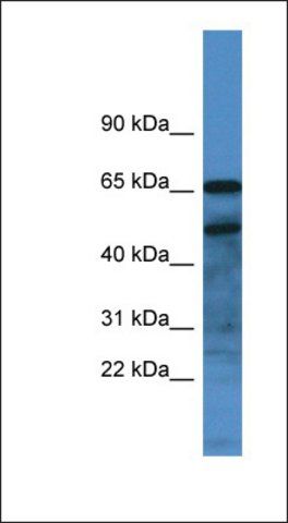 Anti-SCG3 antibody produced in rabbit