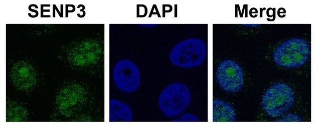 Anti-SENP3 antibody produced in rabbit