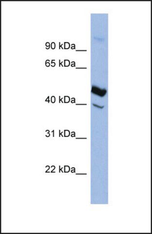 Anti-SERPIND1 antibody produced in rabbit