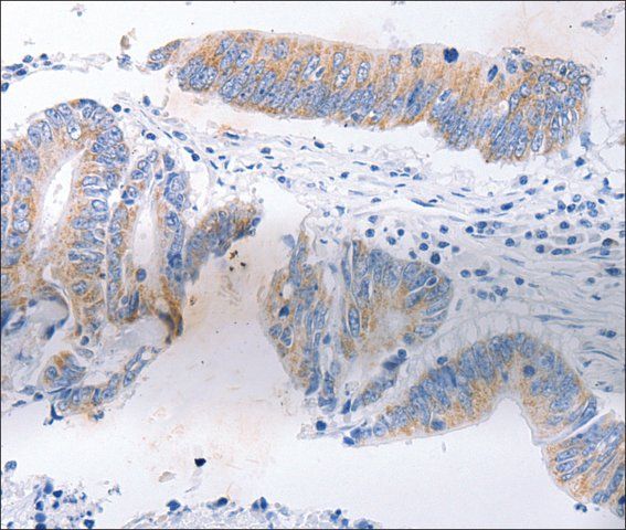 Anti-SERP1 antibody produced in rabbit