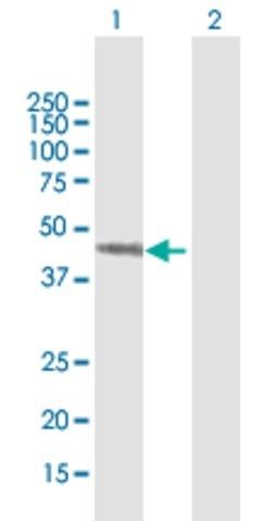 Anti-SEPT7, (N-terminal) antibody produced in mouse