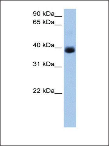 Anti-SerPINA5 (AB1) antibody produced in rabbit