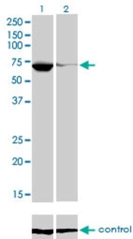 Monoclonal Anti-EBF antibody produced in mouse