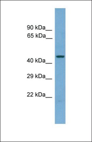 Anti-PUS1, (N-terminal) antibody produced in rabbit