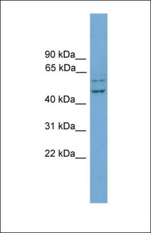 Anti-RAB11FIP2, (N-terminal) antibody produced in rabbit