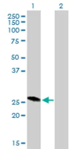 Anti-RAB32 antibody produced in mouse