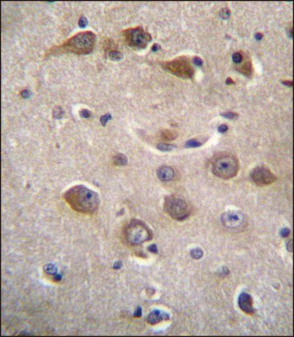 ANTI-RAB40AL (N-TERM) antibody produced in rabbit