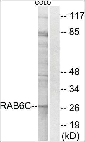 Anti-RAB6C antibody produced in rabbit