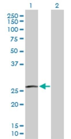 Anti-RAC3 antibody produced in rabbit