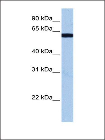 Anti-RBM14 antibody produced in rabbit