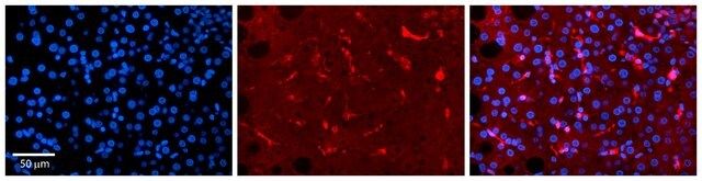 Anti-RBP4, (N-terminal) antibody produced in rabbit