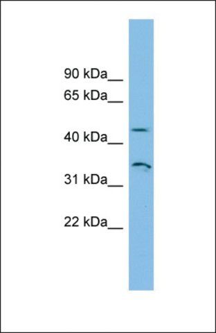 Anti-RHBG, (N-terminal) antibody produced in rabbit