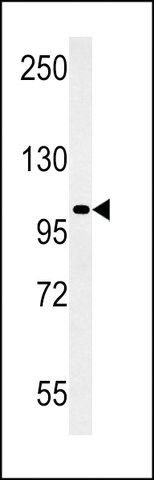 ANTI-RGS22 (CENTER) antibody produced in rabbit