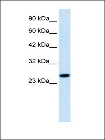 Anti-RGS13 antibody produced in rabbit