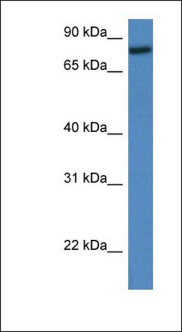 Anti-RFWD2 antibody produced in rabbit