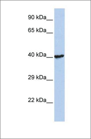 Anti-RNF113B antibody produced in rabbit