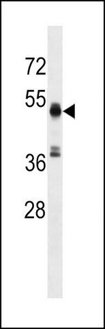 ANTI-RMND5A (C-TERM) antibody produced in rabbit