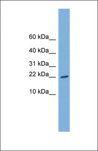 Anti-RPS13 antibody produced in rabbit