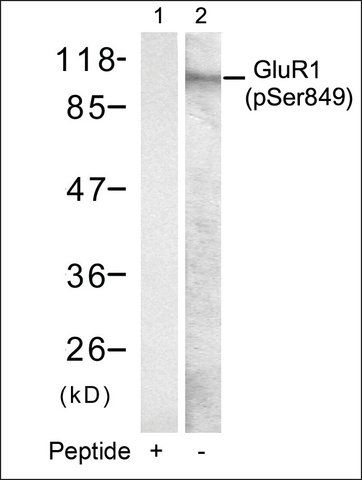 Anti-phospho-GRIA1 (pSer<sup>849</sup>) antibody produced in rabbit