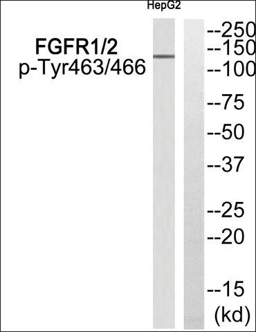 Anti-phospho-FGFR1/2 (pTyr<sup>463/466</sup>) antibody produced in rabbit