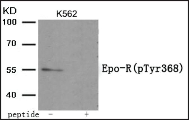 Anti-phospho-Epo-R (pTyr<sup>368</sup>) antibody produced in rabbit