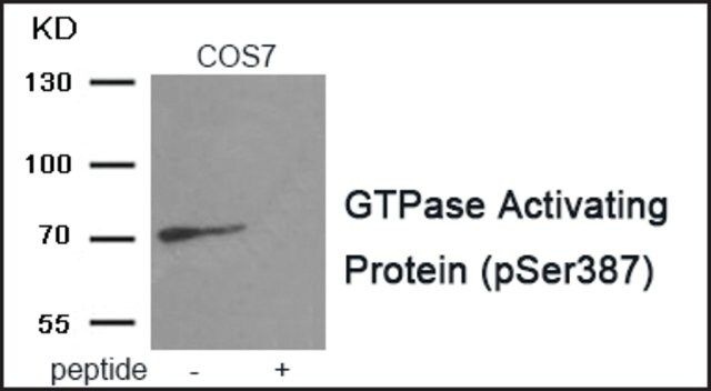 Anti-phospho-GTPase Activating Protein (pSer<sup>387</sup>) antibody produced in rabbit