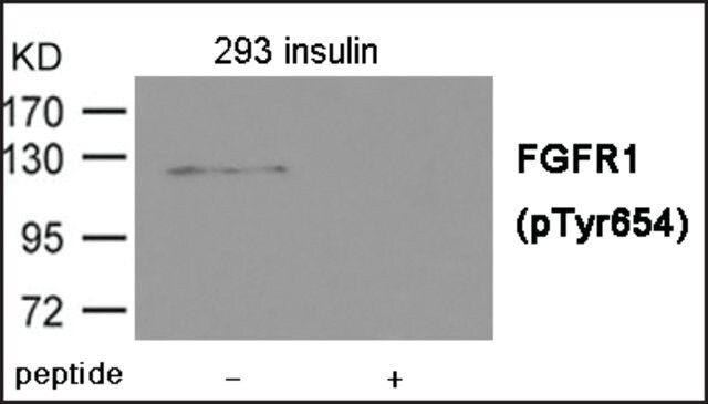 Anti-phospho-FGFR1 (pTyr<sup>654</sup>) antibody produced in rabbit