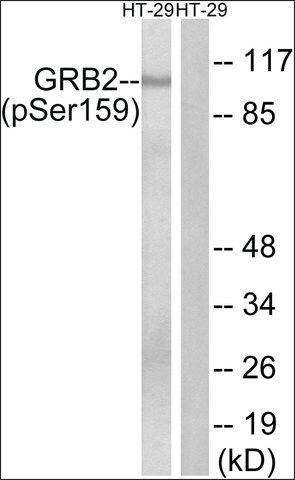 Anti-phospho-GRB2 (pSer<sup>159</sup>) antibody produced in rabbit